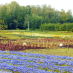 Muscares, peonijas