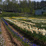 Narcises un muskares zied 2016.g.