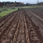 Narcišu stādīšana 31.okt. 2020.g.