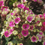 Neon Aureole