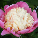 PIENA CEĻS