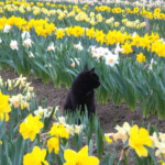 Oglīte narcisēs 11.maijā 2013.g.