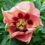 Old Rose Dandy
