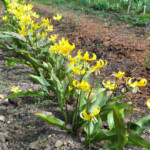 Eritronija Pagoda 11.05.2013.g.