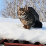 Pasaules izzināšana 22.febr.2021.g.