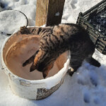 Pasaules izzināšana 19.marts 2021.g.