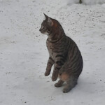 Pasaules izzināšana 3.febr. 2021.g.