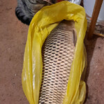 Pasaules izzināšana 30.dec.2020.g.