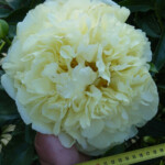 Peonija Lemon Chiffon