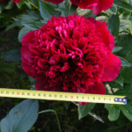 Peonija Red Charm