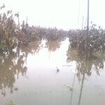 Peoniju lauks aug. 2014.g.