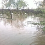 Peoniju lauks aug. 2014.g.