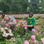 Peoniju selekcijas darbs