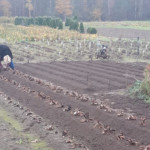 Peoniju stādīšana