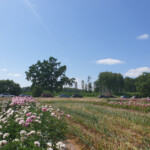 Peoniju svētki Daugmalē 21.jūn. 2020.g.