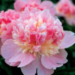 Petticoat Flounce