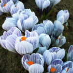 Krokusi Pickwick