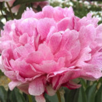 Pietertje Vriend Wagenaar