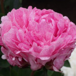 Pietertje Vriend Wagenaar