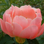 Pink Hawaiian Coral