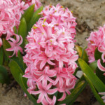 Pink Pearl