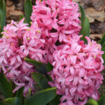Pink Surprise