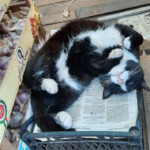 Pīpis laiskojas 20.sept.2021.g.