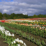 Pirms negaisa 13.05.2015.g.