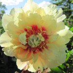 Prairie Charm