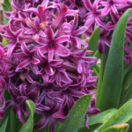 Purple Sensation