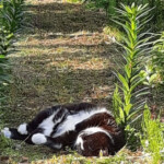 Pusdienas snauda 13.jūn. 2020.g.