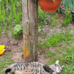 Pusdienas snauda 8.jūn. 2021.g.