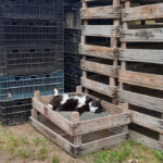 Pusdienas snauda 29.jūn. 2020.g.