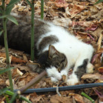 Pusdienas snauda