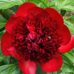 Red Charm