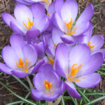 Krokusi Remembrance