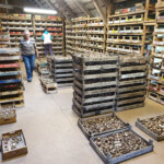 Rit darbs sīpolpuķu noliktavā