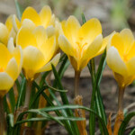 Krokusi Romance