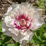 Rosy Prospects