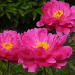 BENEFICE
