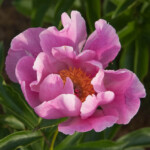 LAUREĀTE