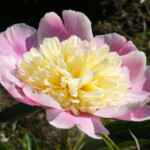 DAUGMALES SAULE
