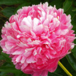 ROZALINDA