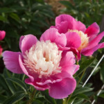 ENĢEĻU NOVĒLĒJUMS