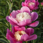 ENĢEĻU NOVĒLĒJUMS