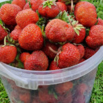 Saldās zemenes 23.06.2020.g.