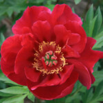 Scarlet Heaven