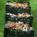 Sēņu laiks 2. sept. 2014.g.