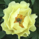 Sequestered Sunshine