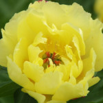 Sequestered Sunshine